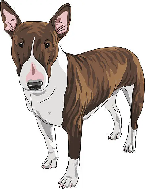 Vector illustration of vector smiling cartoon Bull Terrier Dog breed