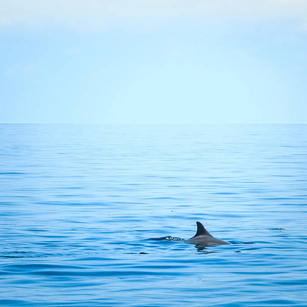istock Fin of a shark 504683413