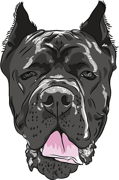 vector black Cane Corso, Italian breed of dog closeup portrait of the dog black Cane Corso breed, large Italian Molosser cane corso stock illustrations