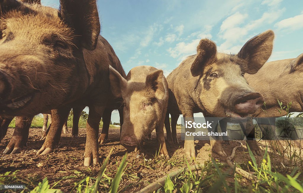 Neugierig Schweinen - Lizenzfrei Agrarbetrieb Stock-Foto