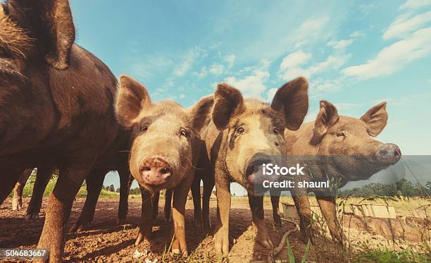 豚の列 - ブタのストックフォトや画像を多数ご用意 - ブタ, 食べさせる, 農園