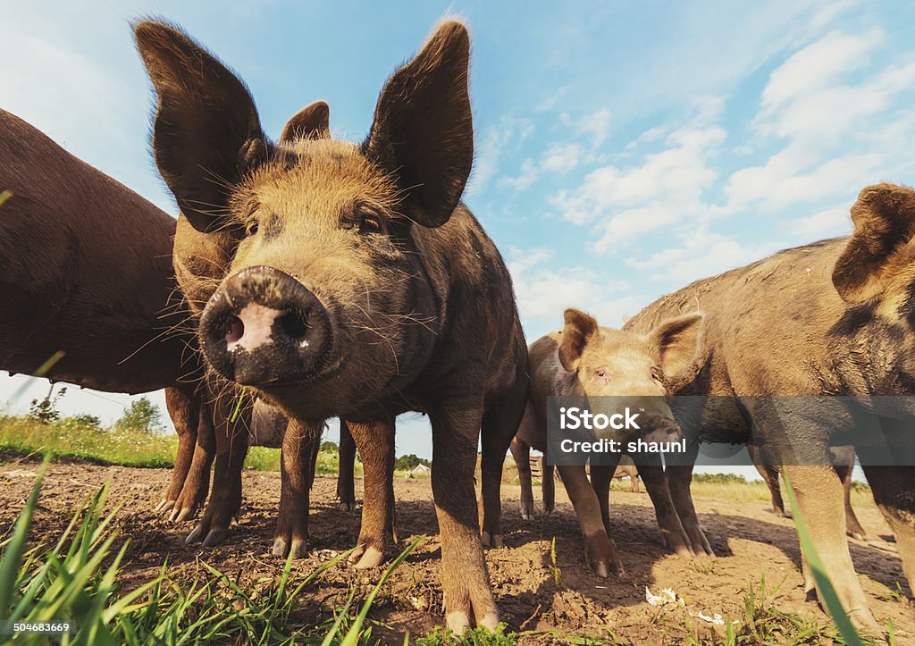 Feliz los cerdos - Foto de stock de Agricultura libre de derechos