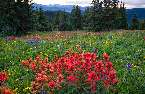 istock Wildflowers in the Gore Range 504683811
