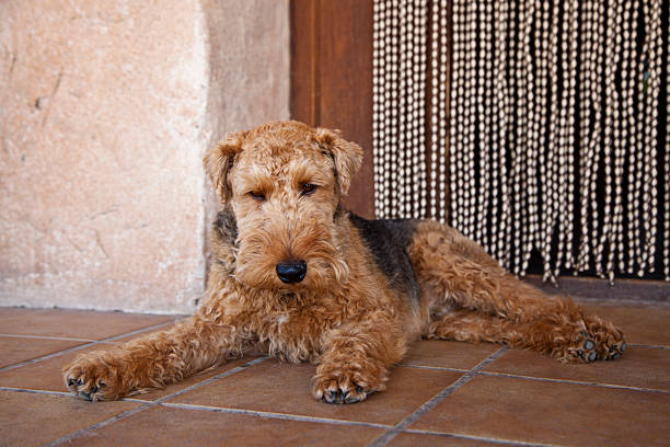 Welsh Terrier stock photo