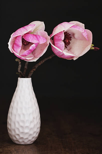 istock Pink magnolias in a white ceramic vase with black background 504685011