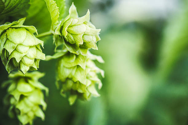 recién hop conos - lupulo fotografías e imágenes de stock