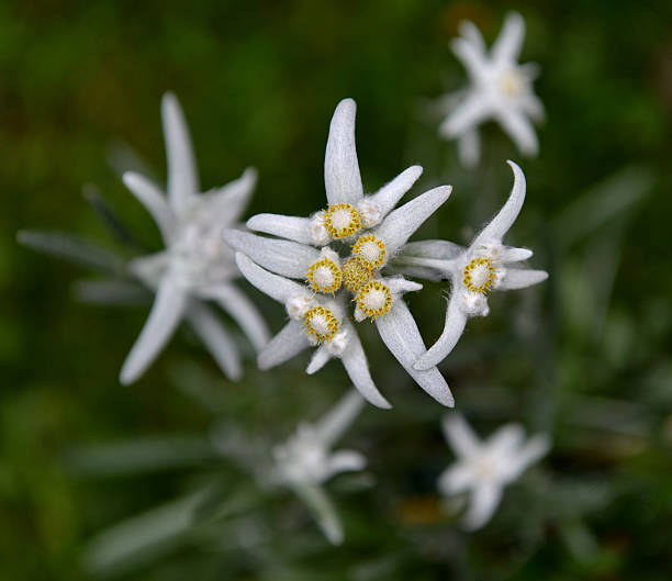 istock Wild Edelweiss flowers 504685267