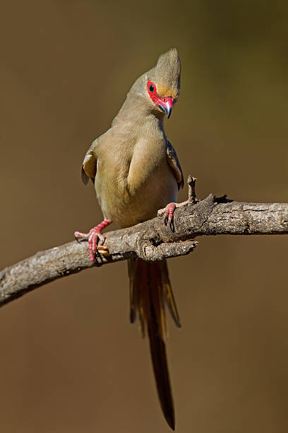 Red-faced mousebird stock photo