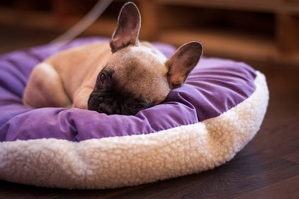 istock small French bulldog 504686015