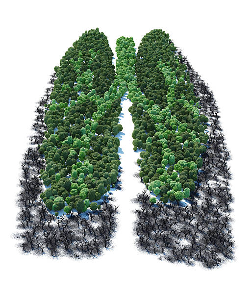istock Tree with form of human lung patients 504686243
