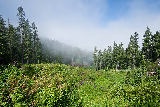 Foggy Meadow Along the Pacific Crest Trail The Pacific Crest Trail, officially known as the Pacific Crest National Scenic Trail, stretches 2,653 miles from the Mexican border to the Canadian Border. It follows the Cascade Range of mountains in Washington, Oregon and Northern California. In Southern California it follows the Sierra Nevada range. The mountains, lakes, meadows and forests along the Pacific Crest Trail are a visual delight in any season. This scene was photographed north of Snoqualmie Pass in the Alpine Lakes Wilderness, Washington State, USA. jeff goulden alpine lakes wilderness stock pictures, royalty-free photos & images