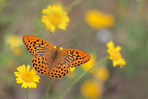 délavé fritillary silver - flugel photos et images de collection