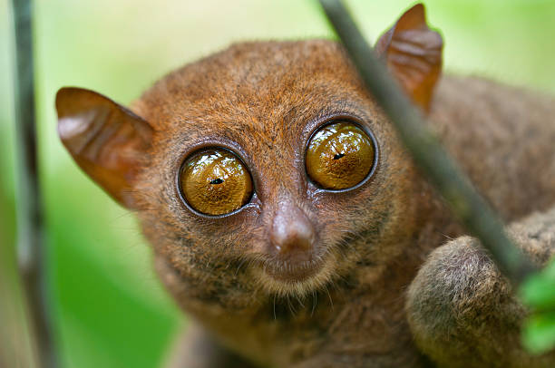 Big Eyes Tarsier at Bohol Island large eyes stock pictures, royalty-free photos & images