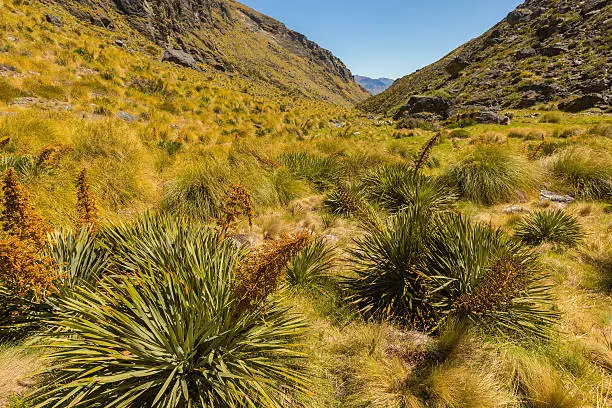 beautiful meadow with tussock and spaniard in New Zealand