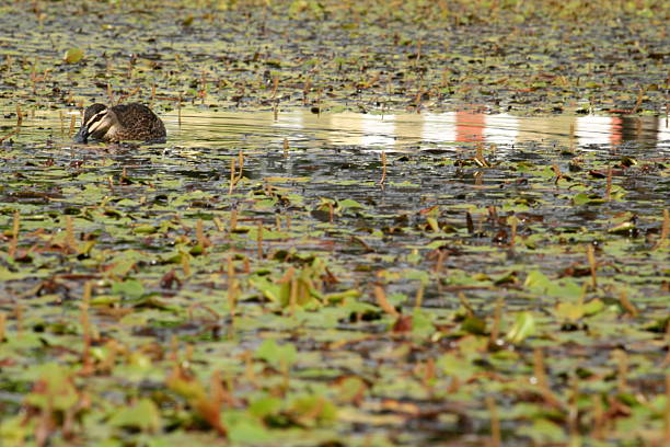 istock Duck in a pond filled with waterplants 504696486