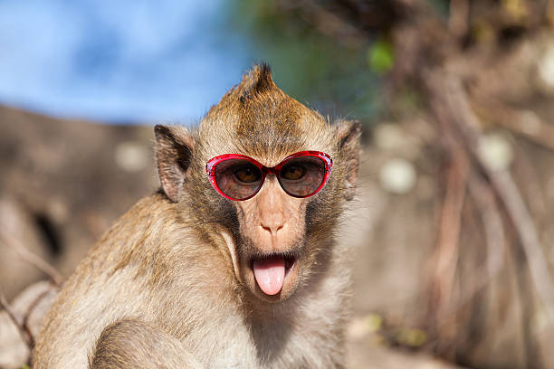 grad Oxide Udelade Funny Rhesus Monkey With Tongue Sticking Out And Sunglasses Stock Photo -  Download Image Now - iStock