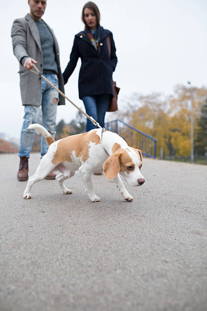 istock The power of beagle 504697920