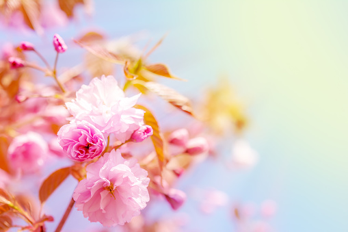 Sakura flower cherry blossom. Greeting card background. Soft toned effect