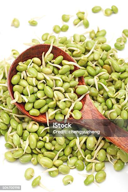 Sprouted Mung Beans Stock Photo - Download Image Now - Bean, Bean Sprout, Botany