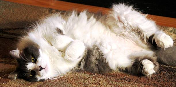 istock Playfull Maine Coon cat 504700914