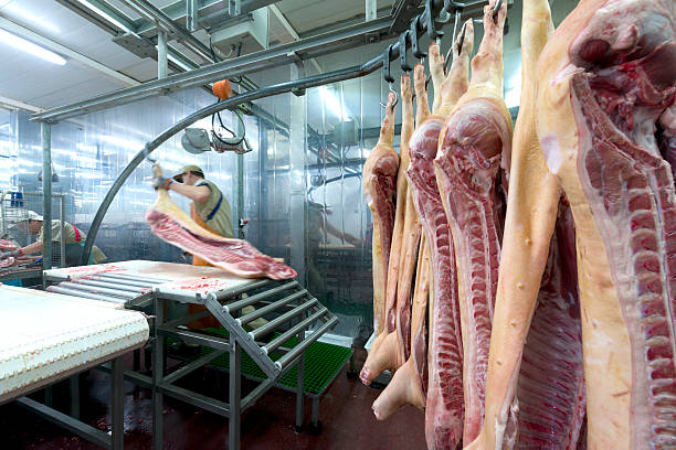 butcher carne de corte en la planta de procesamiento de comida - butcher butchers shop slaughterhouse hook fotografías e imágenes de stock