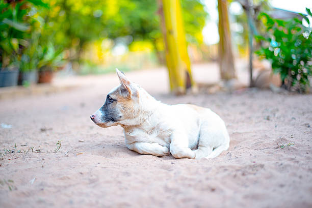 thai chiot sur le sable - dog scratching flea dog flea photos et images de collection