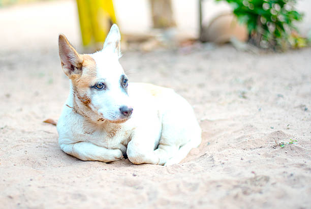 thai chiot sur le sable - dog scratching flea dog flea photos et images de collection