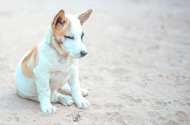 thai chiot sur le sable - dog scratching flea dog flea photos et images de collection