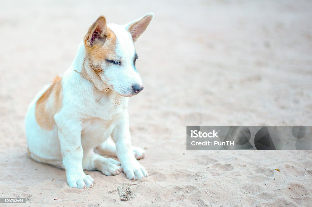 Thai puppy on the sand Thai puppy with fleas at the eyes Animal Stock Photo