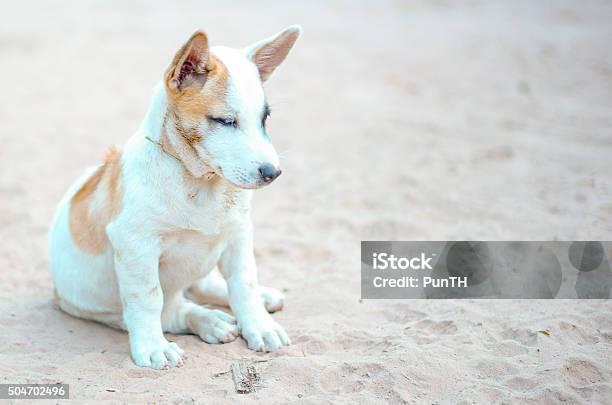 Thai Puppy On The Sand Stock Photo - Download Image Now - Animal, Beach, Dog