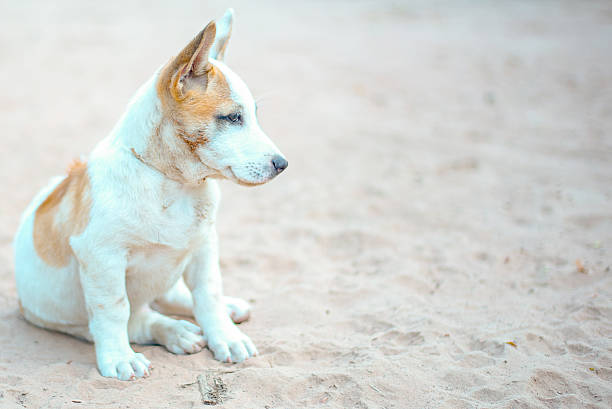 thai chiot sur le sable - dog scratching flea dog flea photos et images de collection