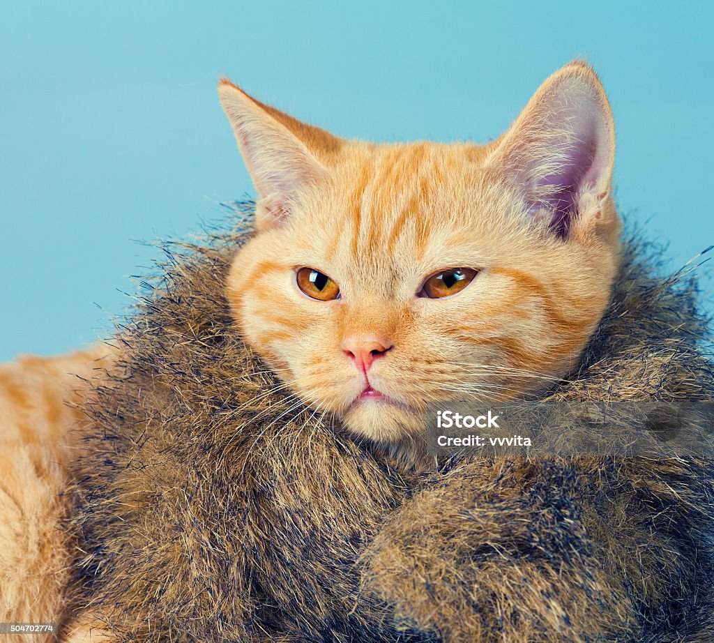 Portrait Of Cute Cat Wearing Fur Coat Stock Photo - Download Image