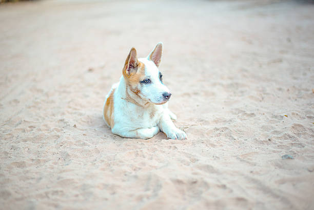 istock Thai puppy on the sand 504703002