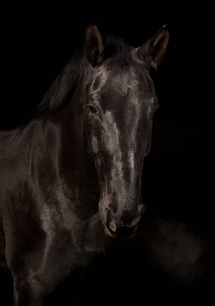 istock Black latvian horse 504703486
