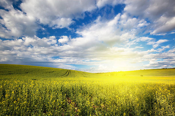 istock Beautiful nature sunny landscape 504703564