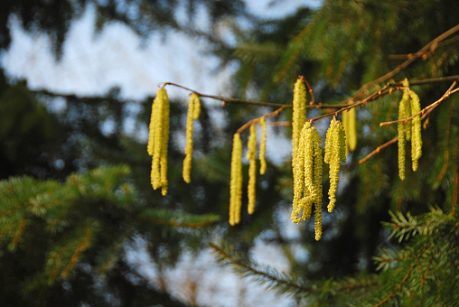 Aments of a Hazel tree infront of some Pine trees.