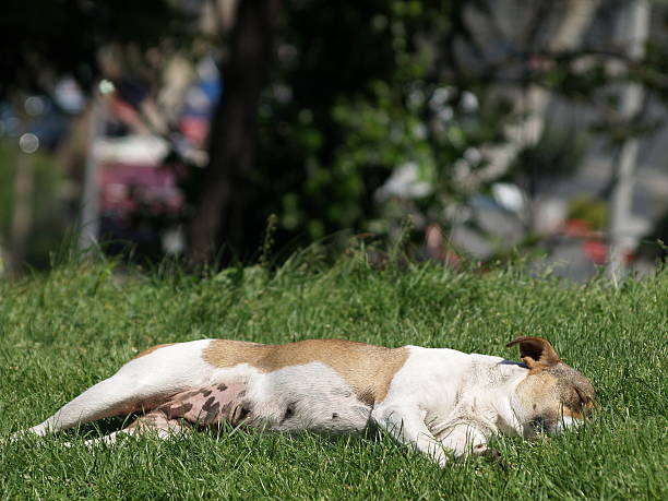 istock Dog laying down in park 504705039