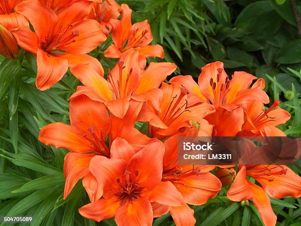Orange Lilies Stock Photo - Download Image Now - Accessibility, Animal Body Part, Animal Head