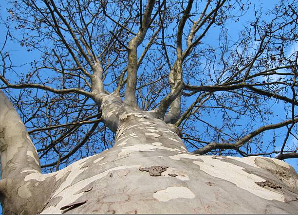 Sycamore tree trunk and branches with no leaves in winter