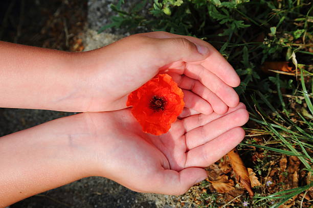 istock child hand protecting fragile poppy flower 504705313