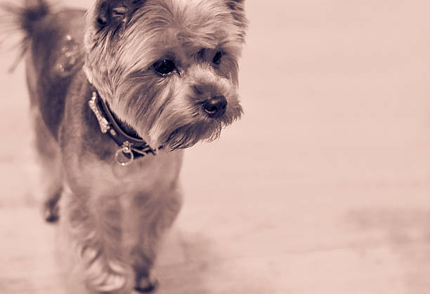 istock Yorkshire Terrier dog on a black bokeh vintage background 504705322