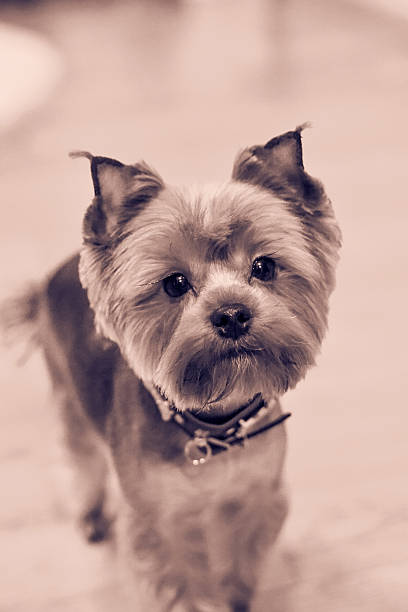 istock dog looking at the camera on a vintage background 504705352