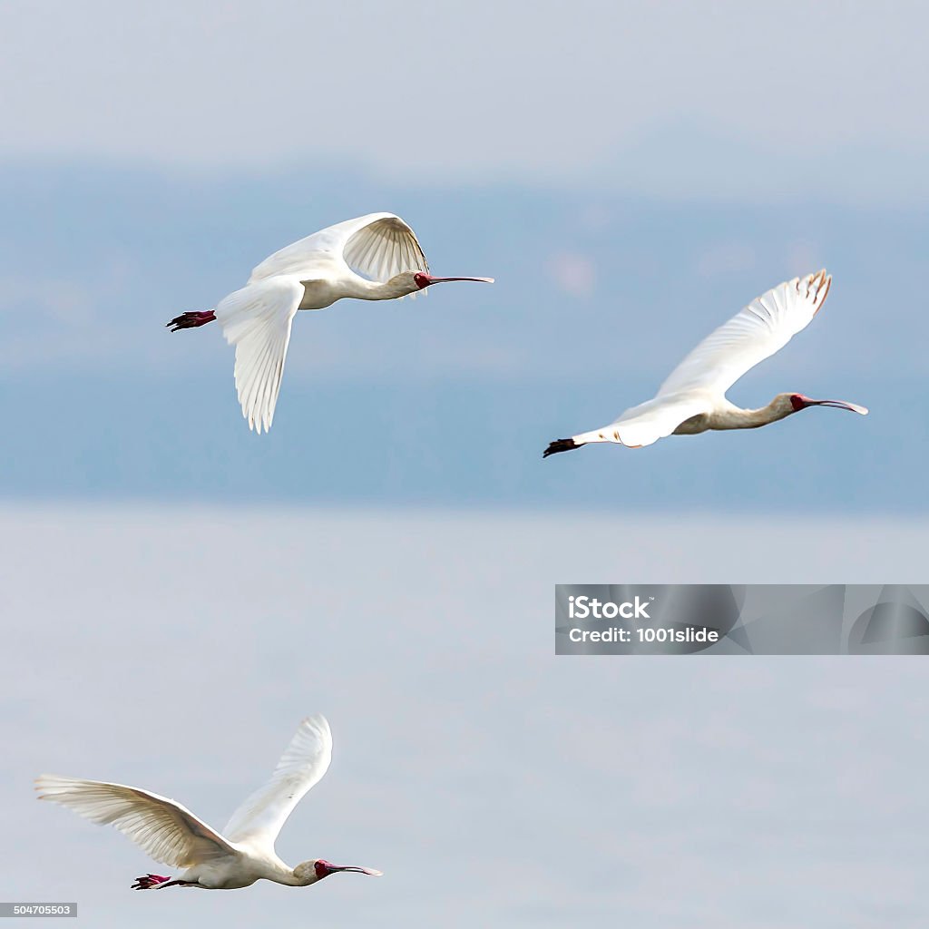 African spoonbill - Zbiór zdjęć royalty-free (Afrykanin Spoonbill)