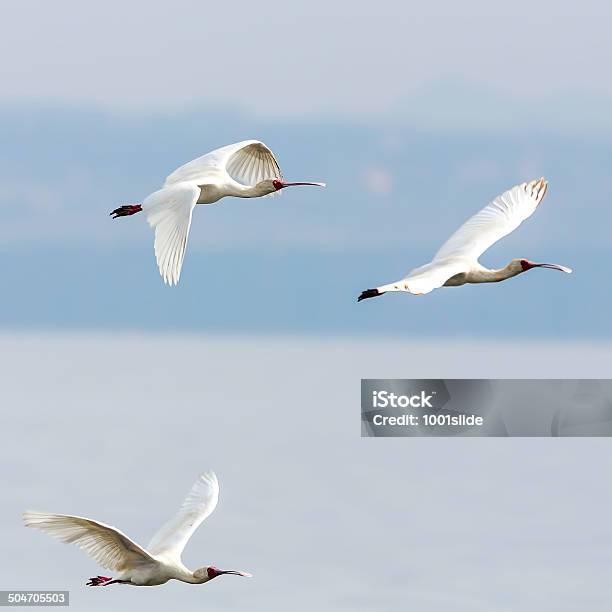 African Spoonbill - zdjęcia stockowe i więcej obrazów Afrykanin Spoonbill - Afrykanin Spoonbill, Latać, Afryka