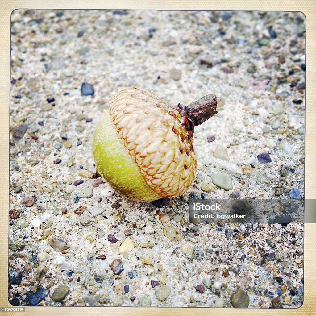 Acorn One acorn on a sidewalk.  Photographed with an iPhone. Acorn Stock Photo