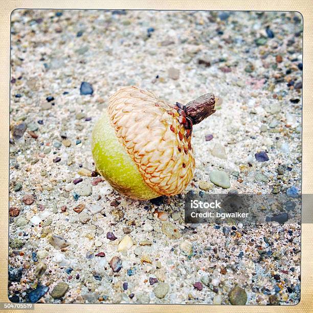 Acorn Stock Photo - Download Image Now - Acorn, Autumn, Nature