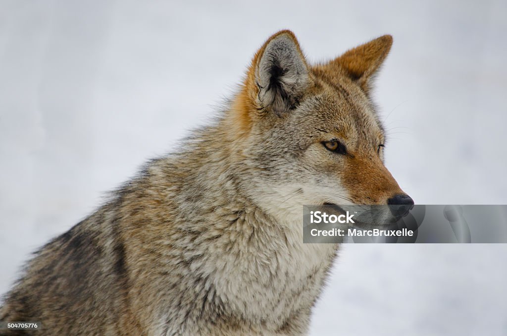 Coyote Coyote looking in the distance, on snowy background Coyote Stock Photo