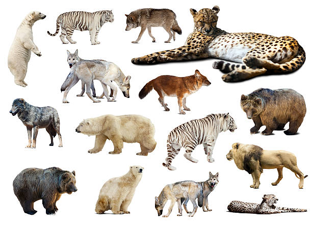 istock Cheetah and other predators. Isolated over white 504705847