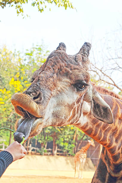 istock Giraffe in a zoo eating vegetables. 504705901