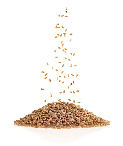 wheat grains on white background stock photo